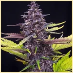 Berry Pie Feminized Seeds additional image 2