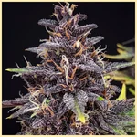 Berry Pie Feminized Seeds additional image 1