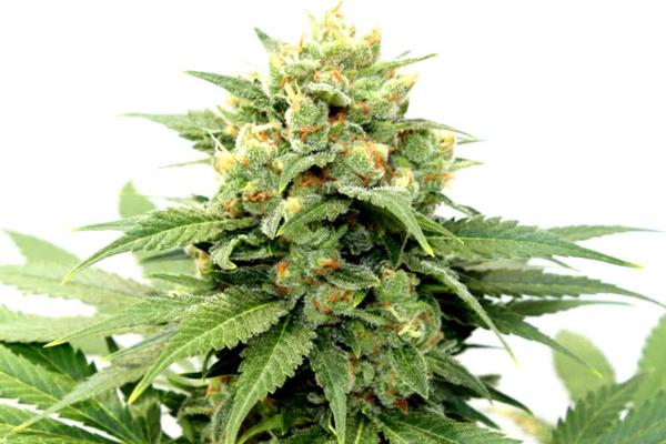 7 Best Autoflower Seed Banks USA