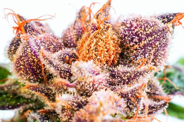 7 Best Feminized Seed Banks USA