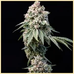 Big Bud Fast Version Feminized Seeds featured image