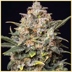 Big Devil Autoflower Seeds additional image 1