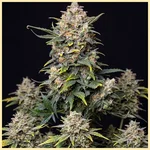 Big Devil Autoflower Seeds featured image