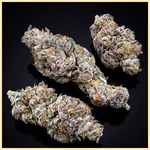 Biscotti Autoflower Seeds additional image 2