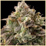 Biscotti Autoflower Seeds additional image 1