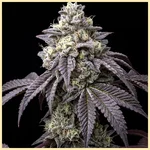Biscotti Feminized Seeds featured image