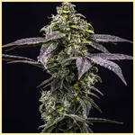 Black Diamond Feminized Seeds featured image