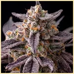 Black Frost Feminized Seeds additional image 1