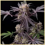 Black Frost Feminized Seeds featured image