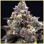Black Runtz Feminized Seeds additional image 1
