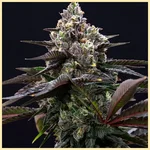 Black Runtz Feminized Seeds featured image