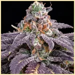 Black Widow Feminized Seeds additional image 1