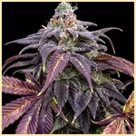 Black Widow Feminized Seeds featured image