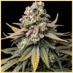 Fruity Mix Pack Weed Seeds additional image 3