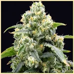 Blue Amnesia Autoflower Seeds additional image 1