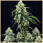 Blue Amnesia Autoflower Seeds featured image