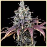 Blue Weed Mix Pack Seeds additional image 1