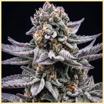 Blue Cookies Feminized Seeds additional image 1