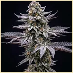 Blue Cookies Feminized Seeds featured image