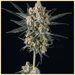 Blue Weed Mix Pack Seeds additional image 3