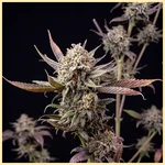 Blue Weed Mix Pack Seeds additional image 2