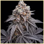 Blue Lobster Feminized Seeds featured image