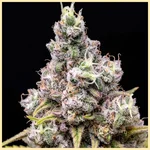 Blue Widow Feminized Seeds additional image 1