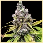 Blue Widow Feminized Seeds featured image