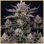 Autoflower Mix Pack Weed Seeds additional image 2
