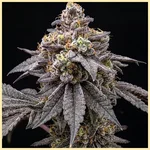Berry Mix Pack Weed Seeds additional image 2