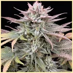 Blueberry x Big Bud Autoflower Seeds additional image 1
