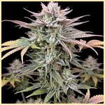 Blueberry x Big Bud Autoflower Seeds featured image
