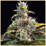 Blueberry x Big Devil Autoflower Seeds additional image 1