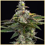 Blueberry x Big Devil Autoflower Seeds featured image