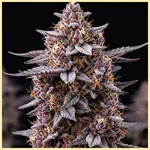 Blueberry x Jack Herer Autoflower Seeds additional image 1