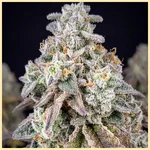 Blueberry x Lemon Haze Autoflower Seeds additional image 1