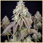 Blueberry x Lemon Haze Autoflower Seeds featured image