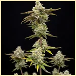 Blueberry x Mazar Autoflower Seeds featured image