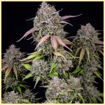 Autoflower Super Mix Pack Seeds additional image 2