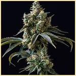 Bruce Banner Fast Version Feminized Seeds featured image