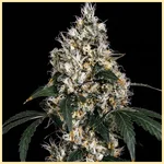 Super Mix Pack Weed Seeds additional image 2