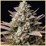 Bubba Kush Autoflower Seeds additional image 1