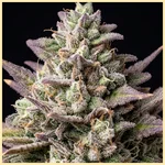 Bubba Kush Autoflower Seeds additional image 2