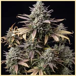 Bubba Kush Autoflower Seeds featured image