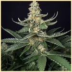 Kush Mix Pack Weed Seeds additional image 3
