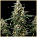 Bubble Gum Shoe Feminized Seeds featured image