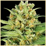 Bubblegum Autoflower Seeds additional image 1