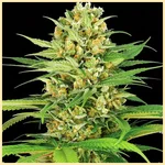 Beginner Mix Pack Weed Seeds additional image 2