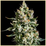 Premium Mix Pack Weed Seeds additional image 1