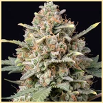 Candy Cane Autoflower Seeds additional image 1